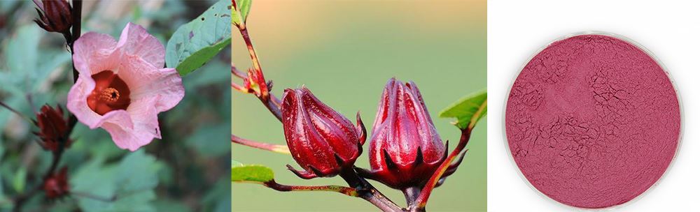 Roselle extract powder introduction