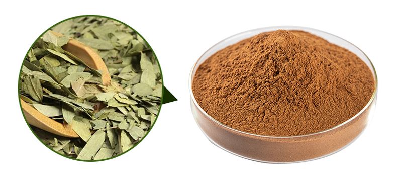 senna leaf extract powder1