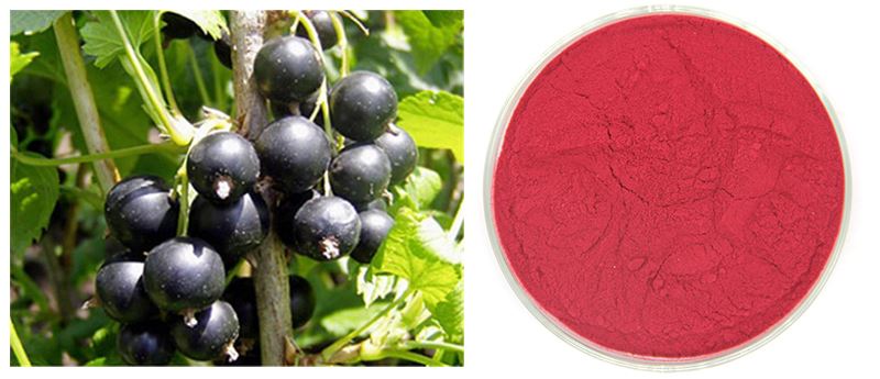 Blackcurrant-extract-powder introduction