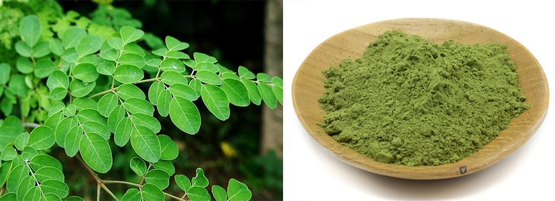 moringa powder introduction