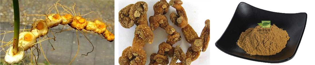 Rhizoma polygonati extract powder introduction