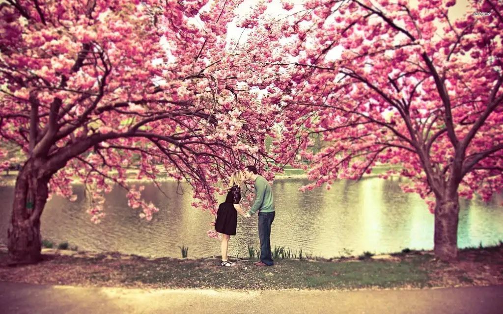cherry blossom trees