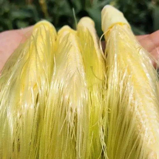 corn stigma