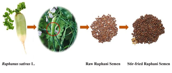 Radish seend