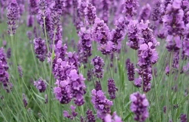 Lavender essential oil